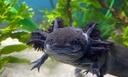 Discovery splash banner for Axolotl Central Discord server